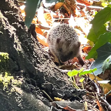 Paradiso וילה וורפסוודה